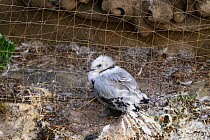 Black-legged kittiwake (Rissa tridactyla) juvenile temporarily caught in netting installed on buildings to prevent kittiwakes from nesting on them. Newcastle, UK. July