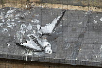 Black-legged kittiwake (Rissa tridactyla) juvenile that has died after becoming tangled in netting installed on buildings in Newcastle in an attempt to prevent the kittiwakes nesting on them. Newcastl...
