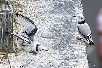 Black-legged kittiwake (Rissa tridactyla) juveniles, including one caught in netting intalled on buildings to prevent the kittiwakes from nesting there. Newcastle, UK. July