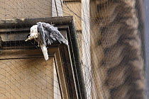 Black-legged kittiwake (Rissa tridactyla) adult killed in netting erected on listed buildings in Newcastle city centre to prevent the birds from nesting and defecating on them. Newcastle, UK. May