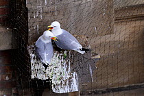 Black-legged kittiwake (Rissa tridactyla) pair calling whilst perched on netting on a building in Newcastle city centre. The netting is erected on listed buildings as a deterrent to stop birds nesting...