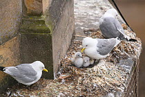 Black-legged kittiwake (Rissa tridactyla) adults and recently-hatched chicks on nests on a building ledge in Newcastle city centre. The image also shows netting erected on the buildings to prevent kit...
