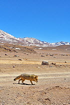 Andean fox (Lycalopex culpaeus) walking in the Altiplano, Andes, Bolivia. September 2018.
