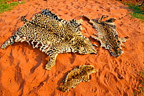 Big cat pelts including Jaguar (Panthera onca) displayed on ground, killed by local hunter in East Bolivia.