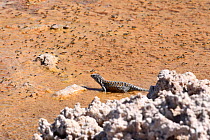 Fabian&#39;s lizard (Liolaemus fabiani) in salt flat surrounded by flies. Salar de Atacama, Chile. September.