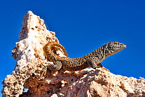 Fabian&#39;s lizard (Liolaemus fabiani) basking on salt deposit under blue sky. Salar de Atacama, Chile. September. Controlled conditions.