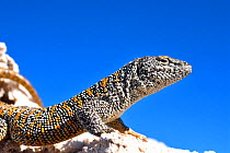 Fabian&#39;s lizard (Liolaemus fabiani) basking under blue sky, portrait. Salar de Atacama, Chile. September. Controlled conditions.