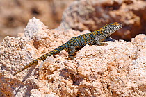 Fabian&#39;s lizard (Liolaemus fabiani) basking on salt deposit. Salar de Atacama, Chile. September.