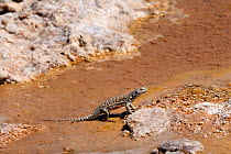 Fabian&#39;s lizard (Liolaemus fabiani) emerging from water in salt flat. Salar de Atacama, Chile. September.
