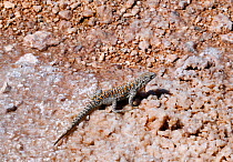 Fabian&#39;s lizard (Liolaemus fabiani) amongst salt covered stones. Salar de Atacama, Chile. September.