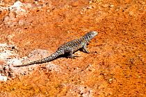 Fabian&#39;s lizard (Liolaemus fabiani). Salar de Atacama, Chile. September.