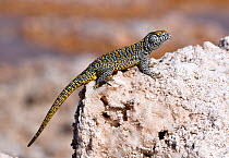 Fabian&#39;s lizard (Liolaemus fabiani) basking on salt deposit. Salar de Atacama, Chile. September.