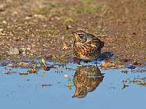 Fieldfare (Turdus pilaris) newly arrived migrant from the continent, drinking in puddle. North Norfolk, England, UK. October.