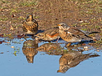 Fieldfare (Turdus pilaris) and Redwing (Turdus iliacus) newly arrived migrants from the continent drinking and bathing in puddle. North Norfolk, England, UK. October.