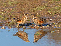 Redwing (Turdus iliacus) newly arrived migrants drinking at puddle, North Norfolk, England, UK, October.