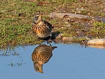 Fieldfare (Turdus pilaris) newly arrived migrant from the continent, drinking in puddle, North Norfolk, England, UK, October.