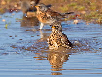Fieldfares (Turdus pilaris), newly arrived migrants from the continent drinking and bathing in puddles, North Norfolk, England, UK, October.
