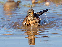Fieldfare (Turdus pilaris) newly arrived migrant from the continent drinking and bathing in puddle, North Norfolk, England, UK, October.