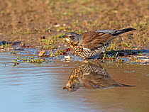 Fieldfare (Turdus pilaris) newly arrived migrant from the continent, drinking and bathing in puddle, North Norfolk, England, UK, October.