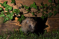 European hedgehog (Erinaceus europaeus) using hole in garden fence to move between gardens, Norfolk, England, UK.