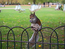 Grey squirrel (Sciurus carolinensis) sitting on fence in St James Park, London, England, UK.