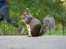 Grey squirrel (Sciurus carolinensis) in St James Park, London, England, UK.