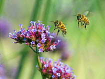 RF- Honeybee worker (Apis mellifera) flying and feeding on garden verbena flowers. England, UK, August. Digital composite. (This image may be licensed either as rights managed or royalty free.)