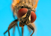 RF- Housefly (Musca domestica) close up. (This image may be licensed either as rights managed or royalty free.)