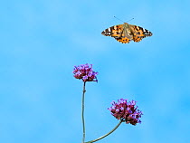 RF- Painted lady butterfly (Cynthia cardui) in flight to feed from verbena flowers. (This image may be licensed either as rights managed or royalty free.)