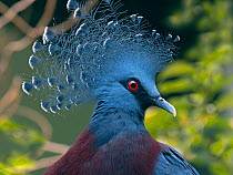 RF- Victoria crowned pigeon (Goura victoria) portrait, captive. (This image may be licensed either as rights managed or royalty free.)
