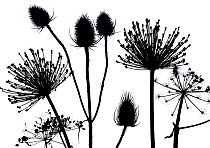RF- Hedge parsley (Torilis japonica) close up pattern of dead seed heads. Silhouette on white background. (This image may be licensed either as rights managed or royalty free.)