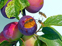 RF- Common wasps (Vespula vulgaris) feeding on ripe plums. England, UK, August. (This image may be licensed either as rights managed or royalty free.)