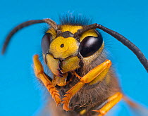 RF- Common wasp (Vespula vulgaris) head portrait (This image may be licensed either as rights managed or royalty free.)