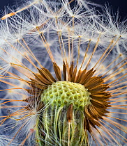RF- Dandelion (Taxaxacum officinale) close up of seed head. (This image may be licensed either as rights managed or royalty free.)