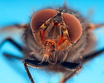 RF- Flesh fly (Sarcophaga) portrait. (This image may be licensed either as rights managed or royalty free.)