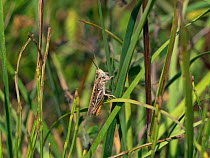 Field grasshopper (Chorthippus brunneus) on grass, England, UK, July.