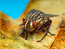 Flesh fly (Sarcophaga sp) close up portrait.