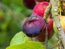 Flesh fly (Sarcophaga sp) feeding on ripe plums.