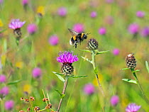 Garden bumblebee (Bombus hortorum) taking off from Knapweed, England, UK, August.