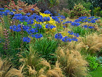 Blue agapanthus&#39;Loch hope,and grasses in woodland garden