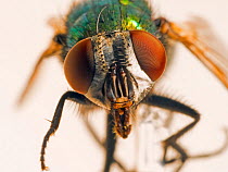 Greenbottle fly (Dasyphora cyanella) close up