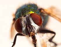 Greenbottle fly (Dasyphora cyanella) close up