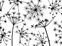 Hedge parsley (Torilis japonica) close up pattern of dead seed heads. Silhouette on white background.