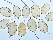 Honesty (Lunaria annua) seed pods.