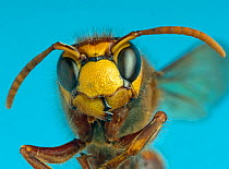 Hornet (Vespa crabro) close up of head.