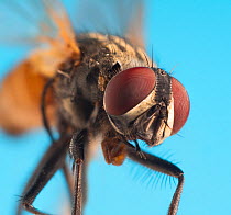 Housefly (Musca domestica) close up.