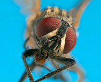 Housefly (Musca domestica) close up.