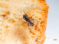 Housefly (Musca domestica) with parasites feeding on bread.