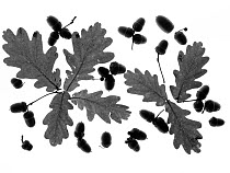 Oak (Quercus robur) acorns and leaves, silhouetted on white background.