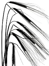 Ripe Barley (Hordeum vulgare) ears black and white backlit image.